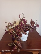 Trzykrotka 'Zebrina'