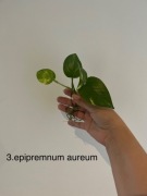 Epipremnum aureum