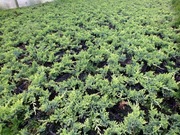 jałowiec płożący golden carpet, wiltonii doniczka