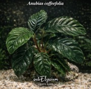 Anubias barteri var. coffeefolia, min 4-5 listków, hodowla podwodna, 