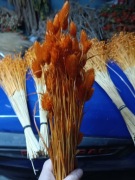 Mozga kanar naturalna suszona trawa susz pomarańczowy 