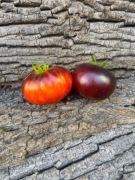 SIBERIAN PANTHER/Pomidor Kolekcjonerski 171