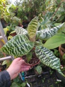 Dracena goldieana