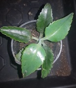 Żyworódka pierzasta lecznicza kalanchoe