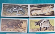 Kolekcjonerskie karty z herbat. Seria: Wildlife in Danger - 33 szt