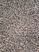 PSZENICA DLA KUR, KACZEK, KRÓLIKÓW