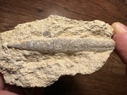 Cztery Rostra Belemnitow, Oksford, Jura Krakowsko-Częstochowska