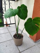 Monstera dziurawa - Monstera deliciosa (4 liście)