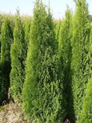 Tuje szmaragd 120 140 160 180  200cm wysokie Śląsk tanio 