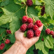 Sadzonki maliny jesiennej do ogródka 5szt WYSYŁKA