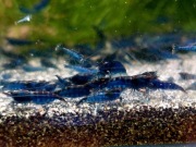 Krewetki Blue Velvet 10+1