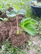 Sadzonki truskawek Rumba i Vibrant