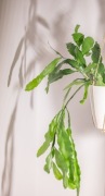 Epiphyllum pumilum/oxypetalum ( królowa jednej nocy )