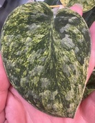 Scindapsus Tembaga - pędówka