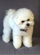  Bichon Frise rodowód ZKwP/FCI szczeniaki 