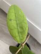 Hoya Hoja lambii red