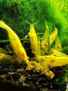 Krewetki Neocaridina Yellow Neon 12 sztuk !