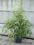 Sasa dłoniasta - Sasa palmata C20 120/150 cm