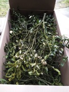 Żywa jemioła duża ilość duże naturalna jemioła 60 cm 70 cm,40 kulki ozdoba