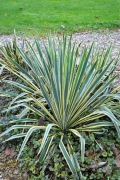 Yucca juka Bright Edge