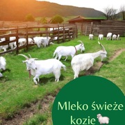 Mleko kozie  butelka rPet lub Szklana