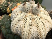 Astrophytum asterias 'Miracle Kabuto' - 10 nasion