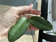 Hoya erythrina Kedah Peak cięta szczepka