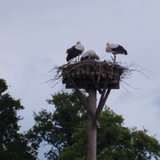 glosniki 2 szt kmpl nowe Panasonik typ TY-SP42PM3W