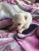 Szpic miniaturowy pomeranian dziewczynka