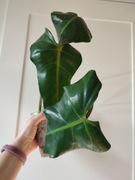 Philodendron Siam Sunrise / domesticum - szczyt do ukorzenienia, 3 liście