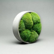 Betonowa doniczka i mech poduszkowy