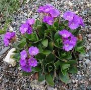 Pierwiosnek Primula glaucescens 