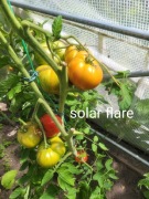 Nasiona pomidora solar flare kolekcjonerskie 