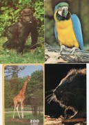 Tygrys, Żyrafa, Ara, Bóbr - Pocztówki 4 szt.- ZOO Wrocław, Łódź.