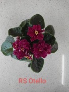 Fiołek afrykański RS Otello