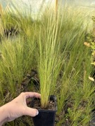 Ostnica pony tails stipa trawa koński ogon