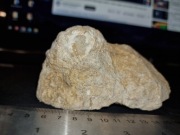 1. Skamieniałość JEŻOWCA Stomechinus semiplacenta Bukowa Polska kreda duży 