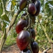 BLUE MARZANO śliwkowy pomidor kolekcjonerski 