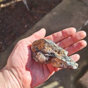 Piryt konkrecja pirytowa z Gór Kaczawskich