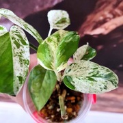 Epipremnum pinatum pinnatum marbel variegata 