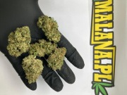 Jasny Lekki Świeży Susz CBD White Whidow 1kg | CBD PREMIUM (zdjęcia) 1000g