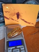 Bursztyn Inkluzja Mucha 40.000.000 lat Amber