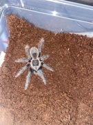 lasiodora parahybana- ok. 3 DC