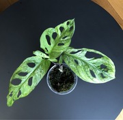 Monstera Adansonii Mint