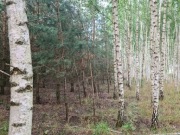 Las mieszany na Mazurach OKAZJA!