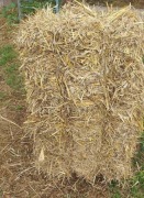 Kostka słomy ,idealna dla psa/królika,na ściółkę ,ze zbioru 2024