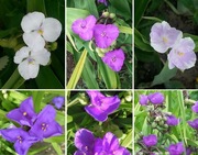 Trzykrotka andersona zupełny mix kolorów 50 nasion