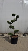 Larix Kaempferi Bonsai 120cm+