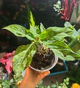 Aglaonema Tricolor 