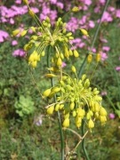 Czosnek Allium flavum v nanum